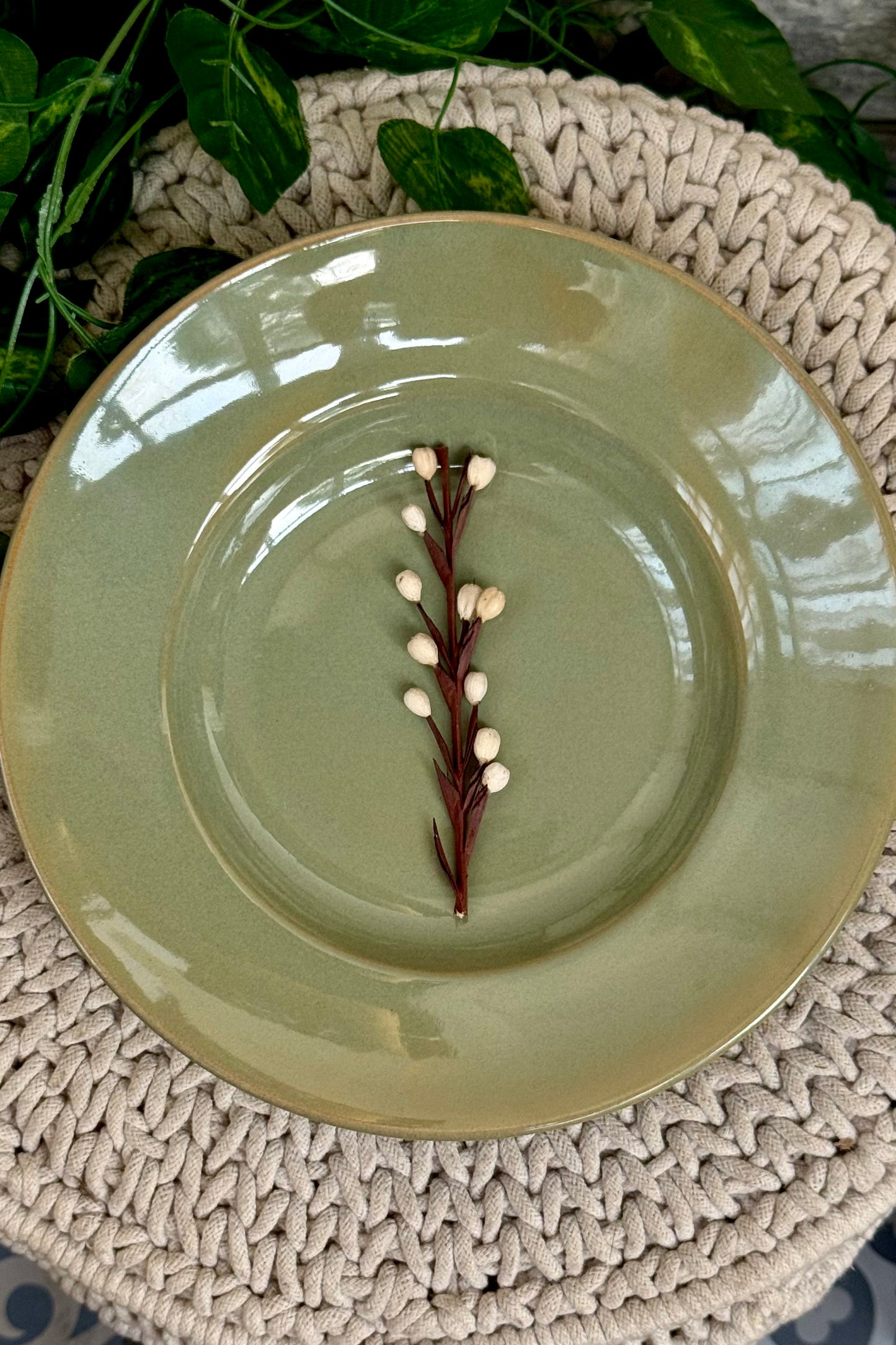 Moringa Dinner/ Pasta Plates